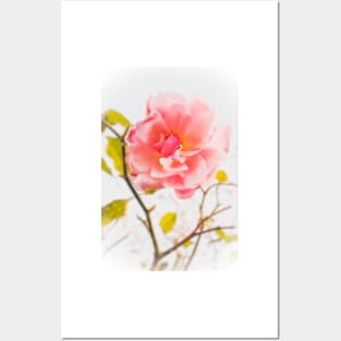 English Rose Posters and Art